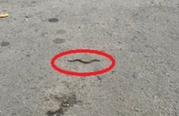 Живу змію бачили на тротуарі у Рівному. Куди у таких випадках звертатися? (ФОТО/ВІДЕО)