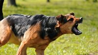 Вигулював без повідка: На Рівненщині собака покусала перехожу, а власник отримав покарання