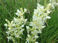 «Помічниця кохання»: «Магічну» нічну квітку знайшли в Україні (ФОТО)