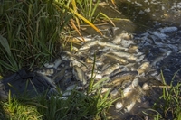 Понад 2 тисячі товстолобів та білих амурів – у Басівкутському озері
