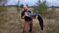 На Рівненщині спіймали сома-велета. Знову (ФОТО)