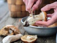 Секрети від грибників: Як швидко почистити різні види грибів від землі та бруду (ФОТО)