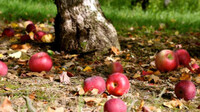 Чому опадають здорові незрілі яблука? Як зберегти свій врожай
