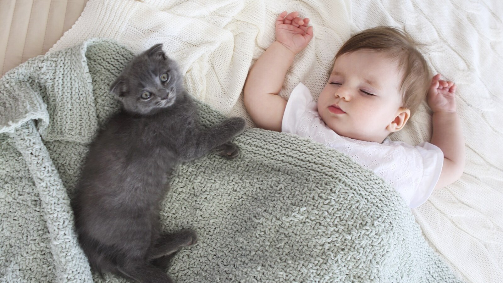 Малюк та кошеня-британець. Фото з мережі