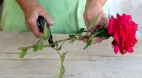 3 способи, як виростити троянду з букета (ФОТО)