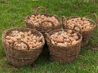 Небезпечна картопля: Жителів Рівненщини попередили про отруту в старих плодах  