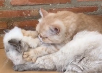 Мережу підкорив кіт, який робить масаж (ВІДЕО)