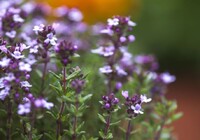 Яку траву треба принести в дім до кінця липня, щоб уберегтися від «лихого ока»: народні прикмети