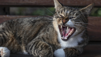 Можуть бути небезпечними: Які породи котів занадто агресивні 