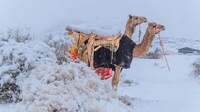Пустелю Сахару засипало снігом (ФОТО)