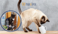 Ви здивуєтесь: з'ясували, чому кішки люблять скидати речі зі столу (ФОТО/ВІДЕО)