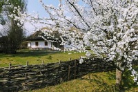 Чи можна садити біля будинку вишню: народні прикмети