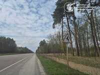 Збив тварину і кинув помирати: на Рівненщині шукають горе-водія (ФОТО)