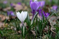 21 квітня - Світлий понеділок: звичаї, прикмети та заборони дня