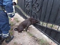 Сидів, чекаючи на допомогу: собака встромив голову у металеві ворота і застряг (ФОТО)