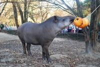 Рівненський зоопарк просить подарувати гарбузи