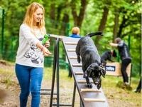 2-метровий паркан і тренажери для собак: у Рівному пропонують облаштувати майданчик для тварин