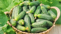 З року в рік саджаю лише їх: 6 сортів огірків, які рекомендують всі професійні агрономи