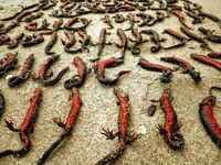 На берег Чорного моря винесло майже 150 мертвих червонокнижних тритонів