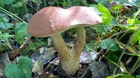 Чим багаті ліси Рівненщини: грибники показали свої найцікавіші знахідки (ФОТО)