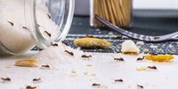 Що віщує поява мурах у домі: народні прикмети