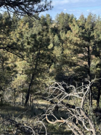 Завдання для найокатіших: Лише одиниці знайдуть оленя за лічені секунди