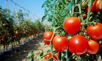 Одна велика помилка, яка погубить урожай помідорів