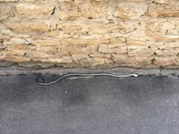 У Рівному на вулиці виявили змію (ФОТО)