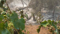 Греція у вогні: фермери втрачають виноградники та оливкові гаї (ФОТО)