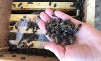 Покинуті комашки: 8 млн бджіл, яких вважали загиблими, власники не поспішають забирати з «Укрпошти»