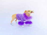 Собака-блогер запускає бренд одягу для людей