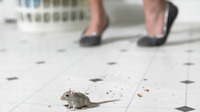 Миші бояться цього запаху: який натуральний засіб відлякає гризунів від дому