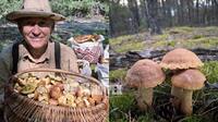 Зібрали понад 100 кг грибів за день: у яких лісах Рівненщини повно білих та боровиків