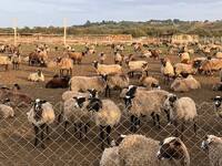 І гір не треба: на Рівненщині активно розвивають вівчарство і фермери заробляють гроші