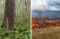 Ліс на Рівненщині скінчиться через 30 років, якщо не схаменутися, — дослідження