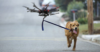 Комунальники в Одесі хочуть стежити за собаками з дронів