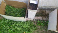 Замість огірків – коноплі: у чоловіка на Рівненщині правоохоронці вилучили заборонені рослини