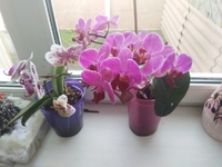 Орхідеї цвістимуть так само пишно, як у сусідки: Де найкраще поставити рослину