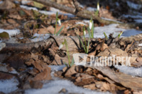 Шквальний вітер та мокрий сніг: на Рівненщині прогнозують небезпечну погоду