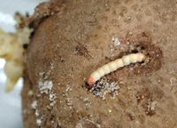 В Україну завезли «нашпиговану» гусінню картоплю (ФОТО)