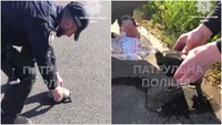 Київські копи врятували черепашку, яка хотіла перелізти дорогу, на вулиці Здолбунівській (ВІДЕО)