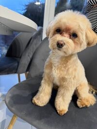 Шукали всім містом… У Рівному завдяки «Радіо Трек» знайшли маленьку згубу (ФОТО)