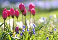 Яких 9 заборон дотримувались у день дев'яти цілителів 29 квітня: народні прикмети