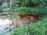 Виробник деревних плит «Свиспан Лімітед» злив у річку в Костополі пальне або мастило