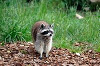 Пухнастий сомельє: Єнот «оцінював» спиртне в магазині США (2 ФОТО)