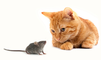 Які коти найкраще ловлять мишей