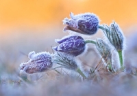 2 в 1: нічні заморозки і денне потепління прогнозують на Рівненщині