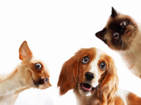 Чи вміють тварини жартувати: пояснення науковців