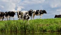 Мешканці Рівненщини отримали гроші за утримання корів 
