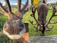 Перлину Рівненщини, оленя Бориса, збив автомобіль (ВІДЕО 18+)